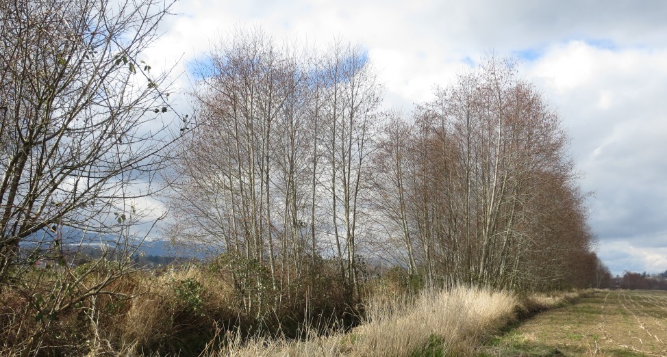 Alder Hedgerow